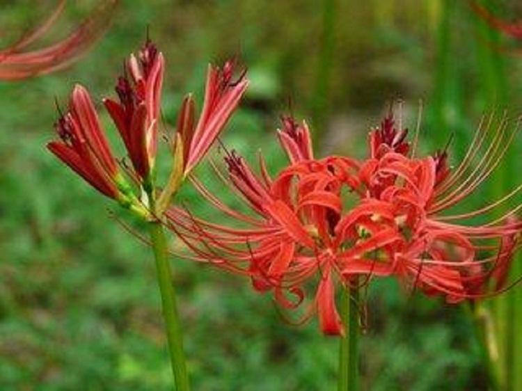 彼岸花价格 种球 盆栽 又称曼珠沙华红花石蒜 球根促销价