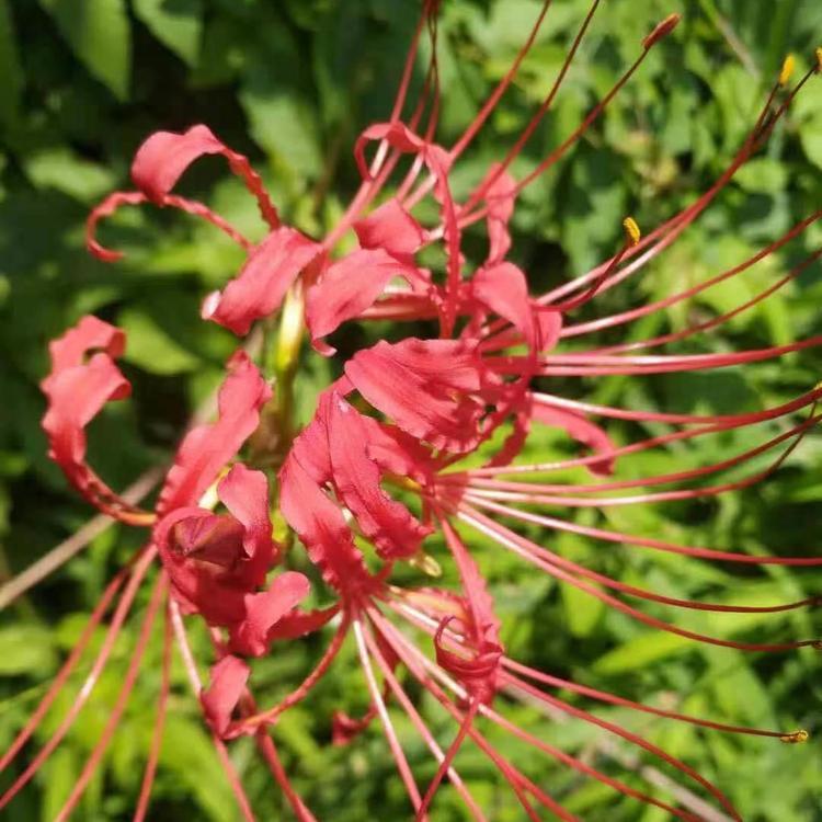 山东彼岸花 红花石蒜种植批发 地狱花 曼珠沙华 龙爪花价格