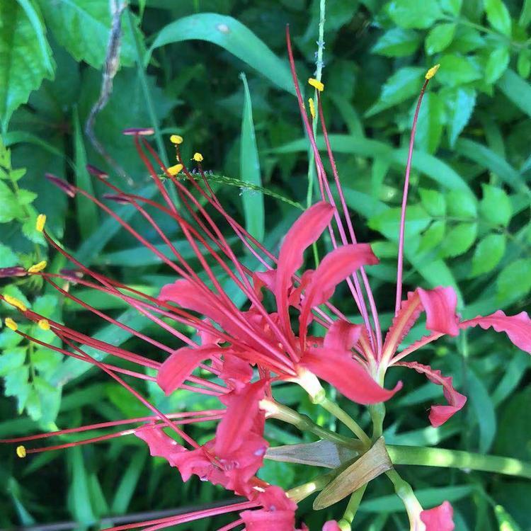 红花石蒜基地批发顺和花卉