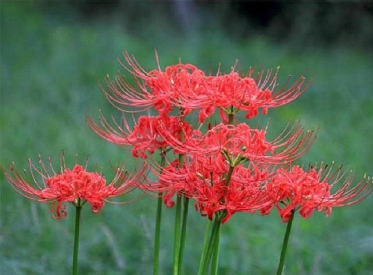批发多色彼岸花 幽灵花 老鸦蒜 红花石蒜价格