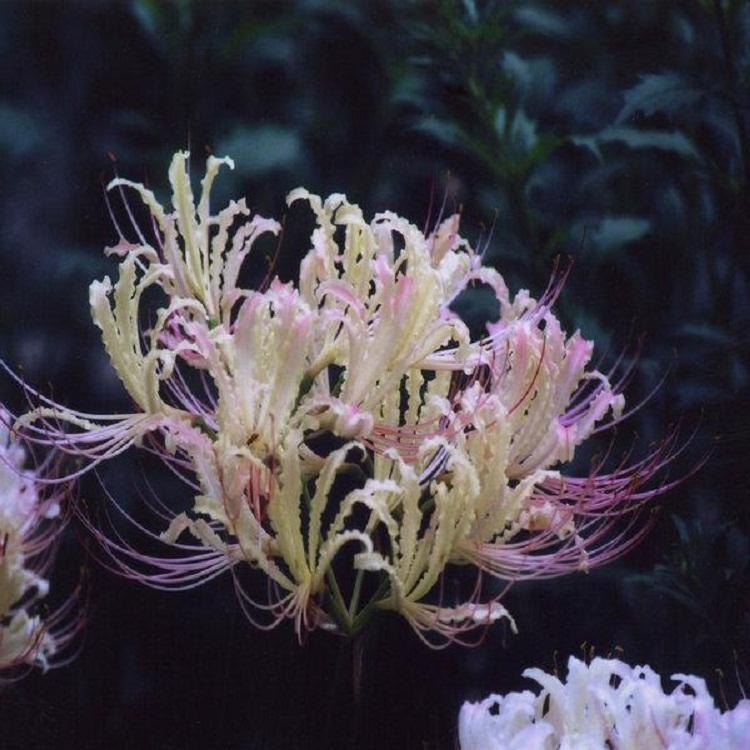 红花石蒜批发价 被子植物门 单子叶植物纲 石蒜科 石蒜属