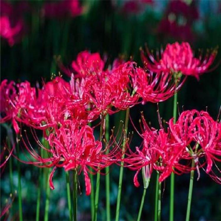 凄美花卉彼岸花价格 红花石蒜供应商 曼珠沙华 西红花等快递全国