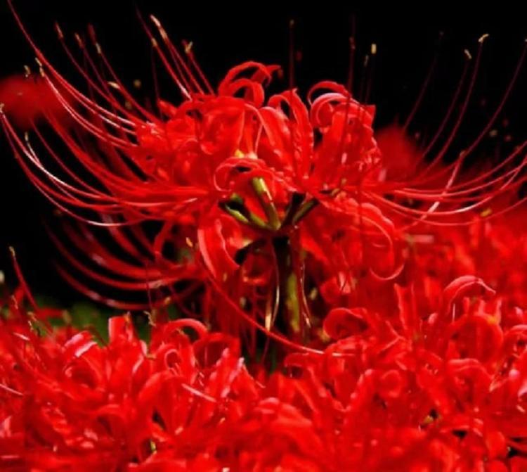 彼岸花苗价格 彼岸花 彼岸花批发