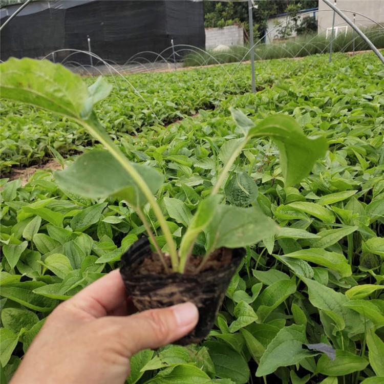 松果菊苗 青州苗圃基地 基地直销 松果菊行情