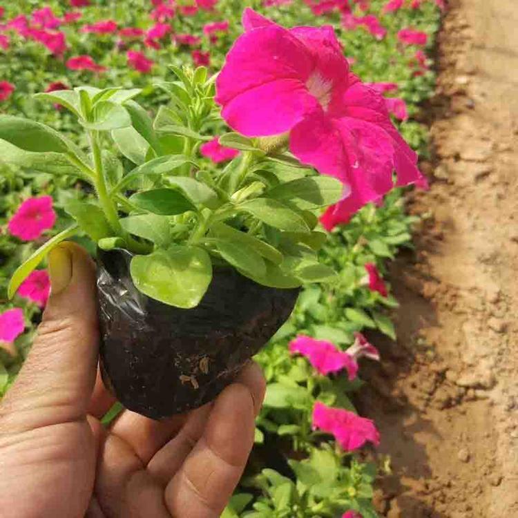 矮牵牛种植 山东矮牵牛批发商 青州诺森供应矮牵牛