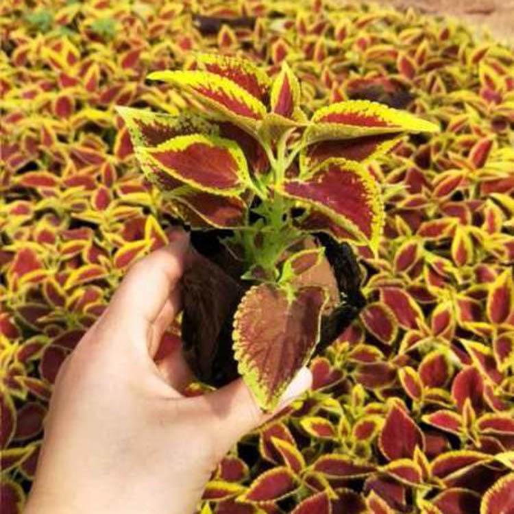 彩叶草批发 山东彩叶草种植基地_青州诺森花卉基地出售彩叶草