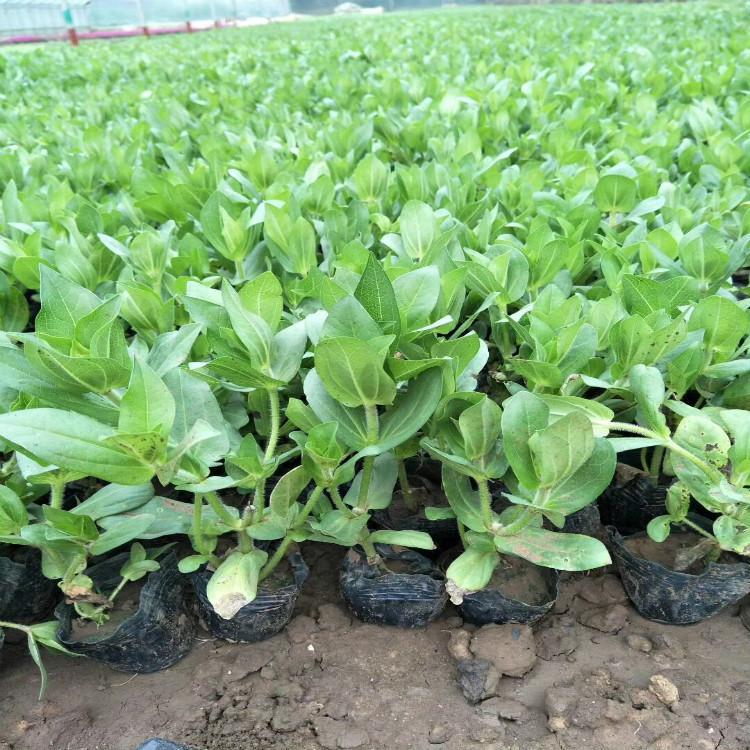 诺森鼠尾草小苗 山东鼠尾草批发基地 绿化植被 价格合理