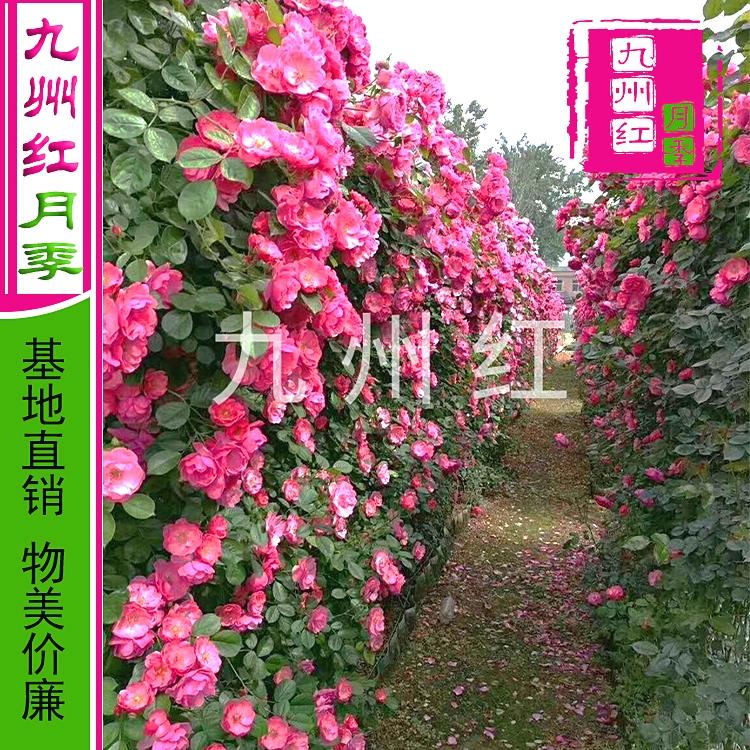 藤本月季蔷薇墙大花欧月月季基地直销造型月季