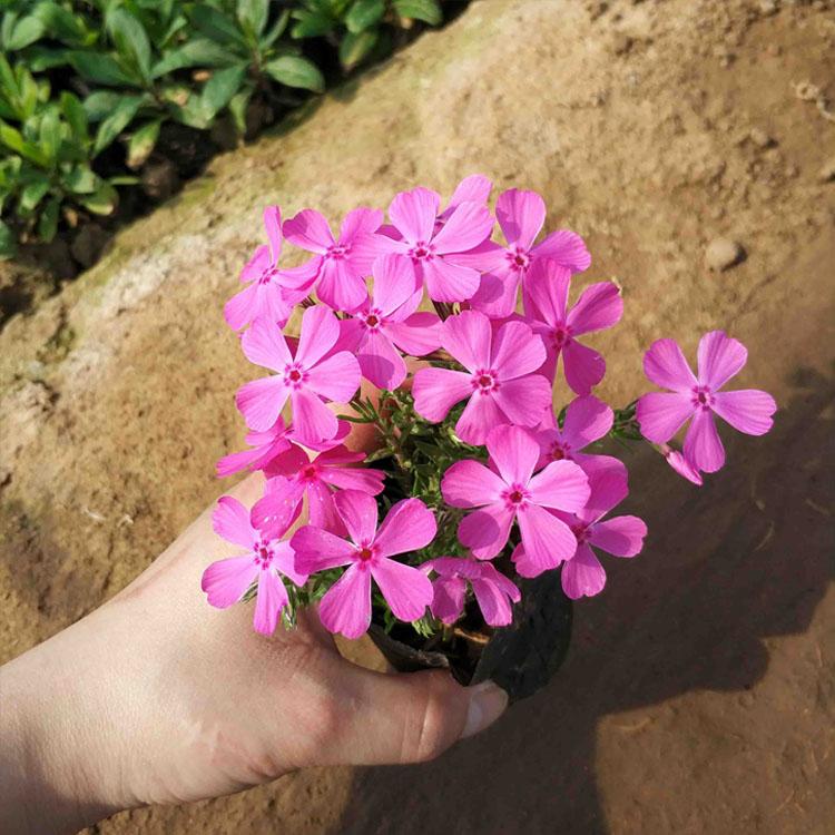 丛生福禄考 芝樱花苗 日本芝樱 花海 芝樱花耐热吗