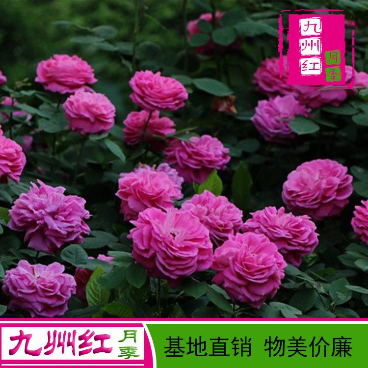 南阳月季苗批发价格基地直销物美价廉
