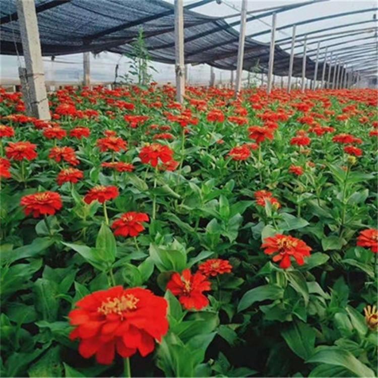 基地直销百日草  百日草小苗价格  百日草供应商