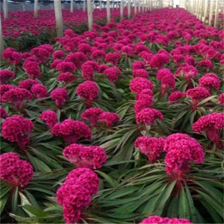 时令草花行情 山东时令草花 欢迎选购