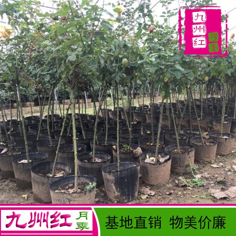 3公分月季树价格古桩月季价格树状月季树月季树苗