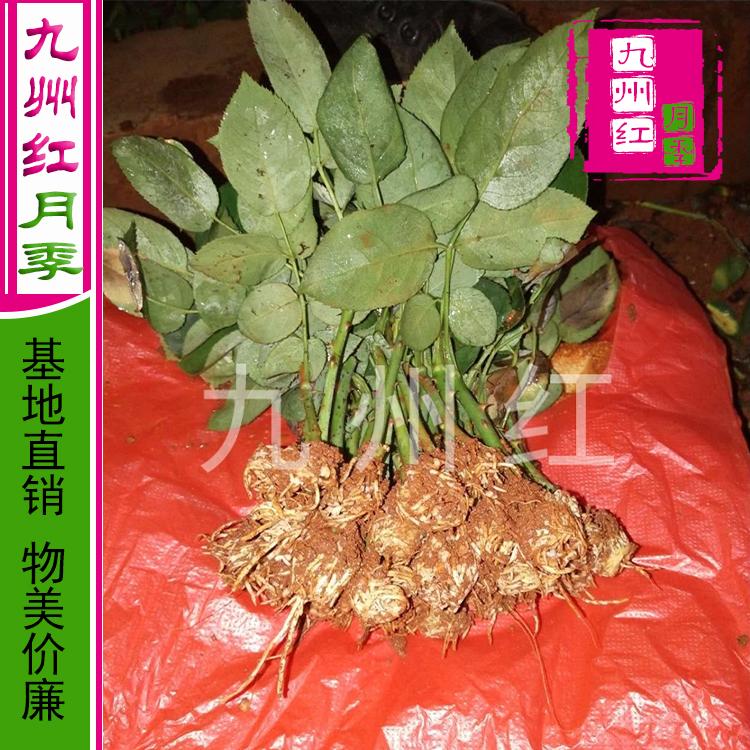 品种丰花大花月季花红帽黄帽红宝石黄宝石月季藤本小苗月季小苗