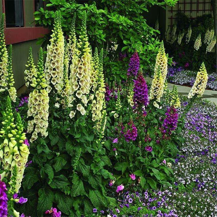 盆栽毛地黄 产地供应 草花种植基地 毛地黄培育基地