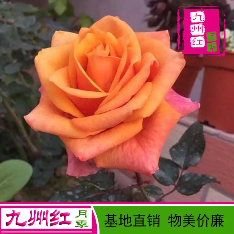欧月大花丰花月季苗基地供应直销物美价廉