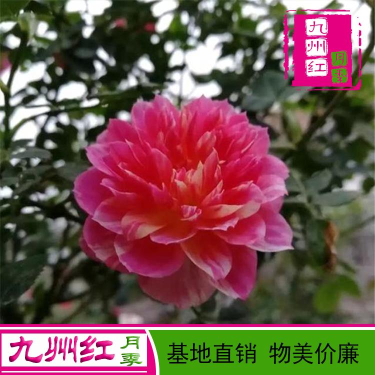 欧月丰花大花切花月季花苗九州红基地直供