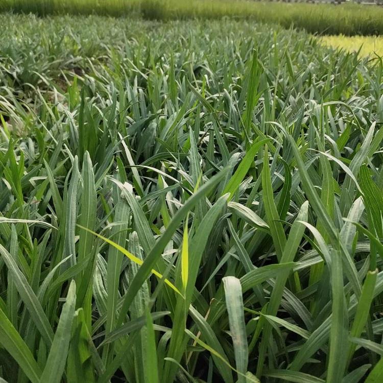 蛇鞭菊种植基地 蛇鞭菊供应商