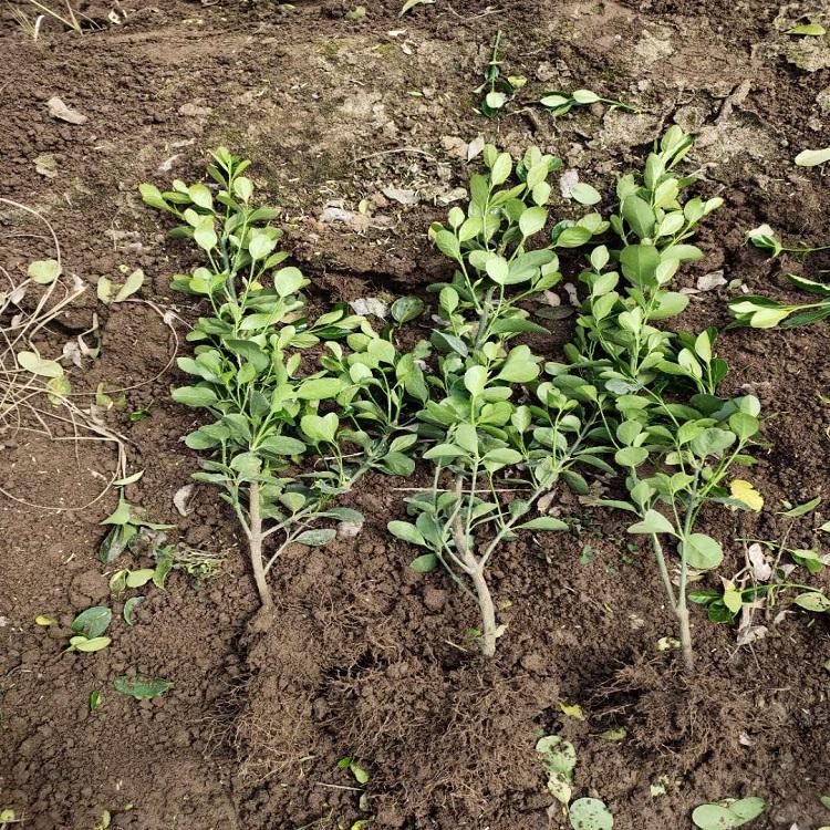 供应冬青 冬青种植基地