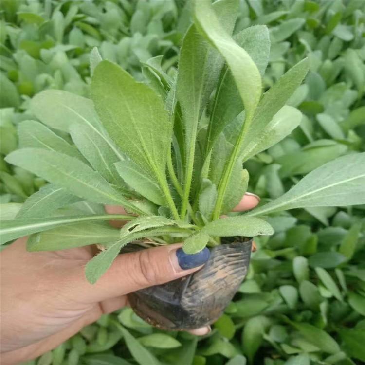 天人菊价格 青州宿根花卉批发 花坛点缀天人菊小苗