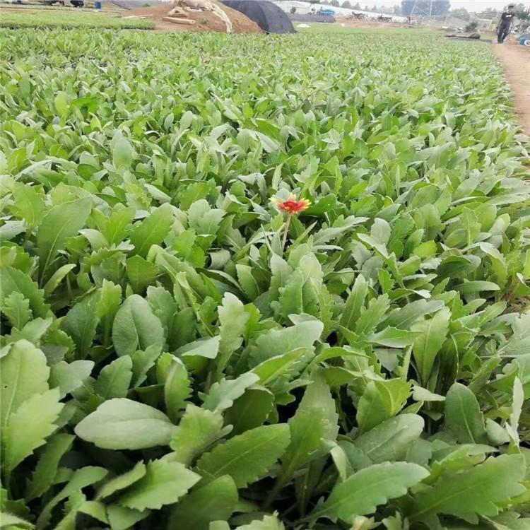 花带栽植天人菊小苗 天人菊报价 价格从优