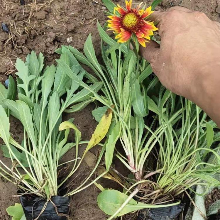 天人菊报价 青州宿根花卉批发 花带栽植天人菊