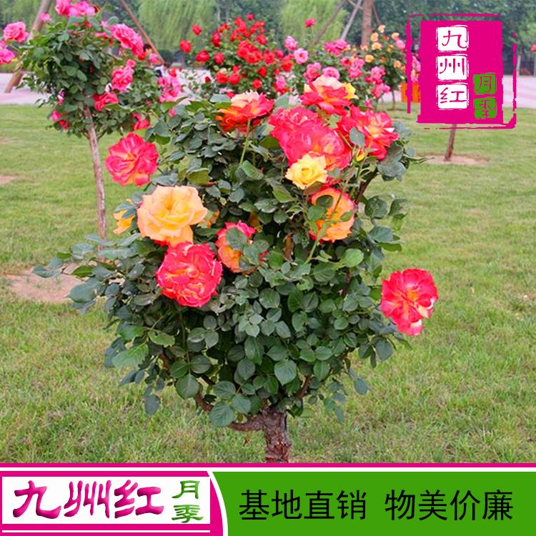 月季树批发基地九州红厂家直销