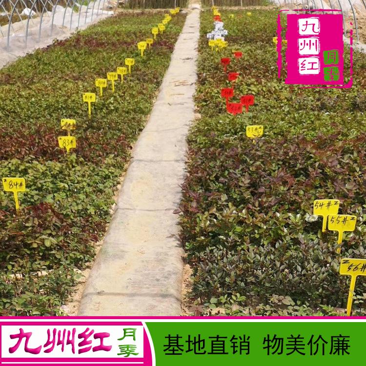 欧月丰花大花地被月季花九州红月季基地批发