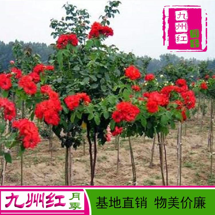树形月季树 独杆月季小树 基地直销颜色规格齐全