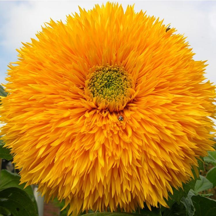 山东向日葵种植基地 向日葵批发价格 顺和花卉