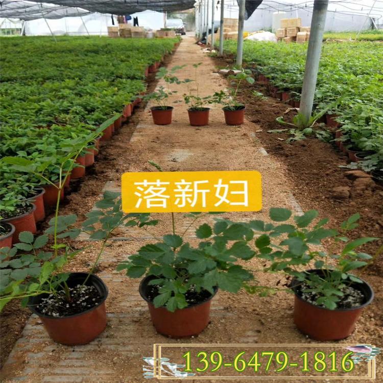 粉色流苏落新妇小苗批发 多年生花卉络新妇花苗价格