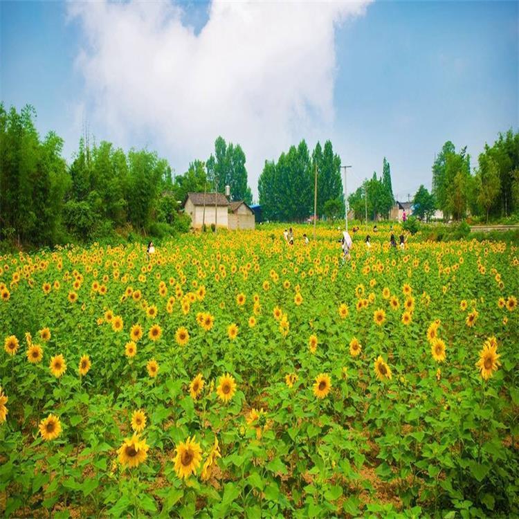 盆栽向日葵价格 盆栽向日葵大量供应 盆栽向日葵种植
