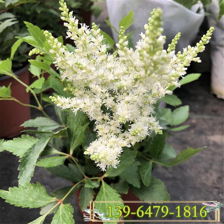 山东花盆草炭土落新妇价格 花镜常用花落新妇批发