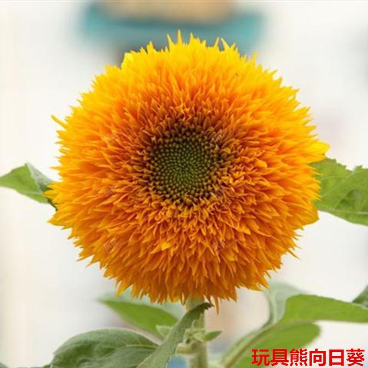 玩具熊向日葵种子-玩具熊向日葵种子批发-玩具熊向日葵种子价格