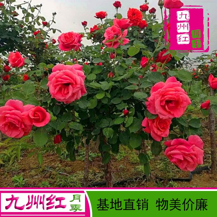 树状月季树批发价格 基地直销 物美价廉