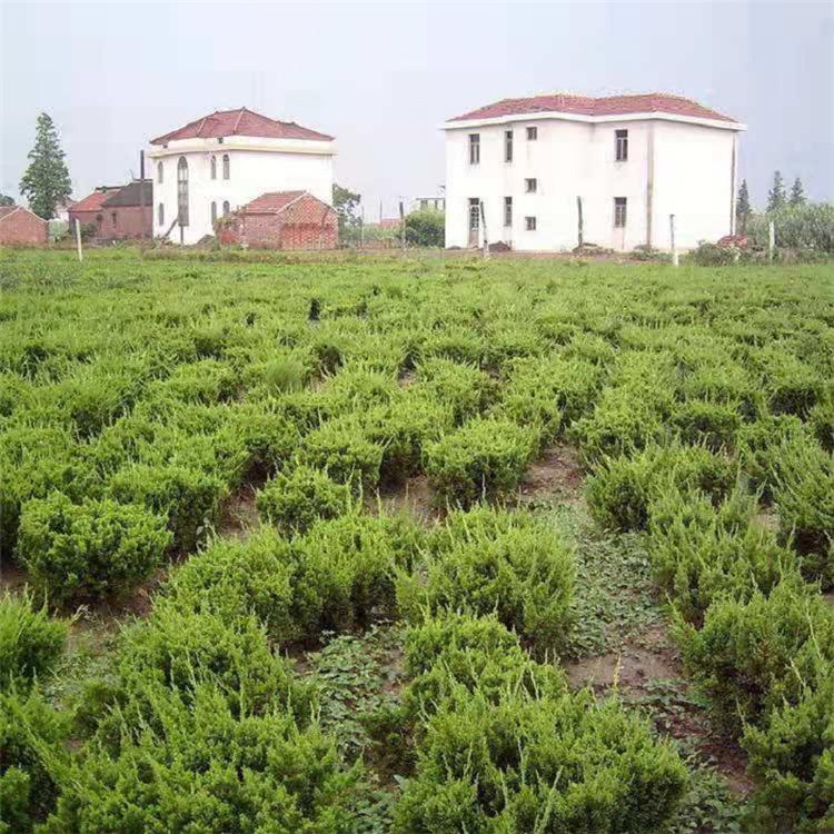 灌丛小龙柏种植基地 山东小龙柏苗木批发 顺和花卉