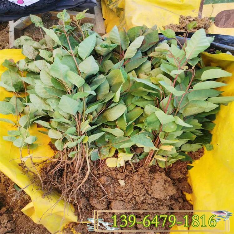 出售种植秋季红叶黄栌苗 山东工程绿化黄栌苗价格