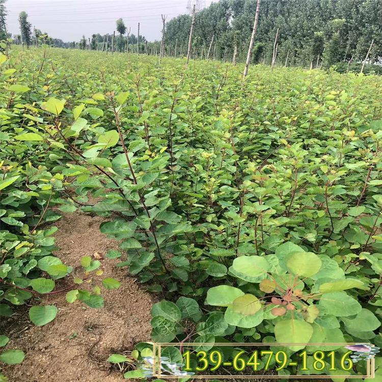绿化工程用黄栌树苗 山东观叶树种黄栌树苗种植
