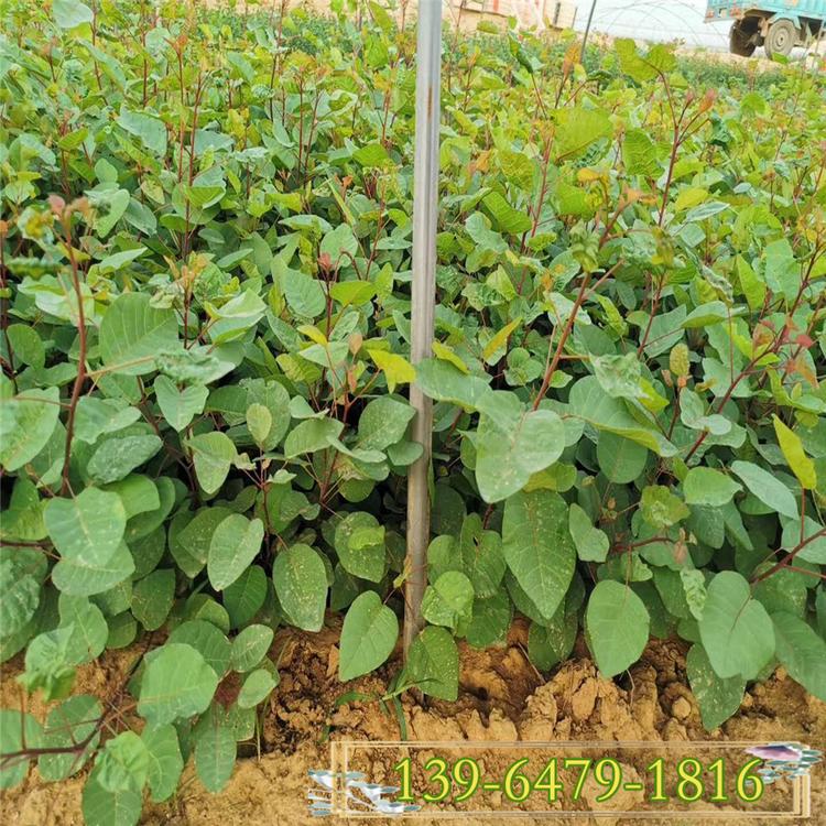 自产自销红叶黄栌小苗 绿化黄栌小苗基地 观赏树种种植基地