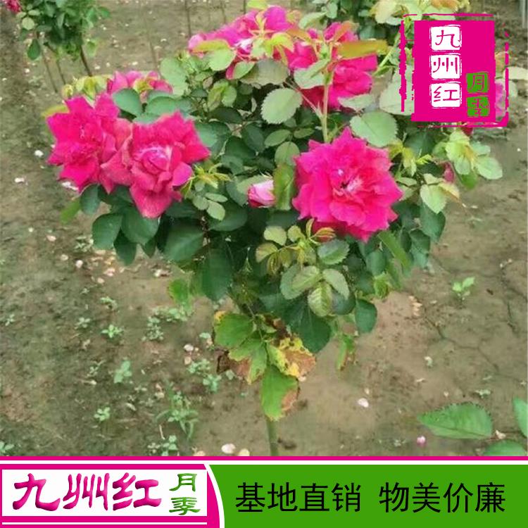 公分月季树苗月季树价格古桩月季价格树状月季树月季树苗
