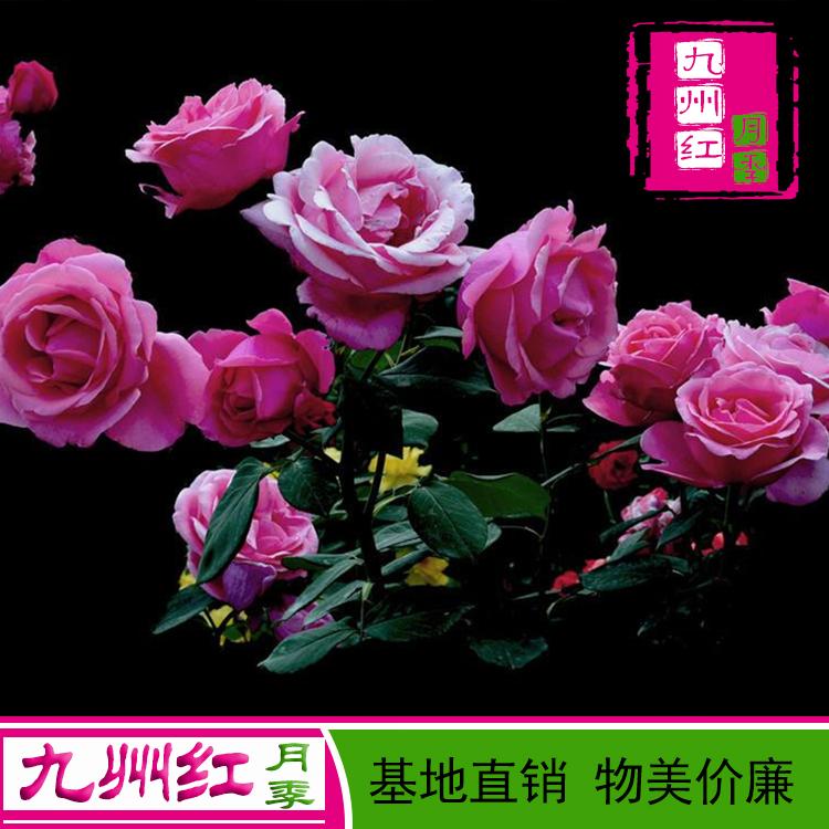 基地批发欧月月季大花丰花月季质量上乘物美价廉