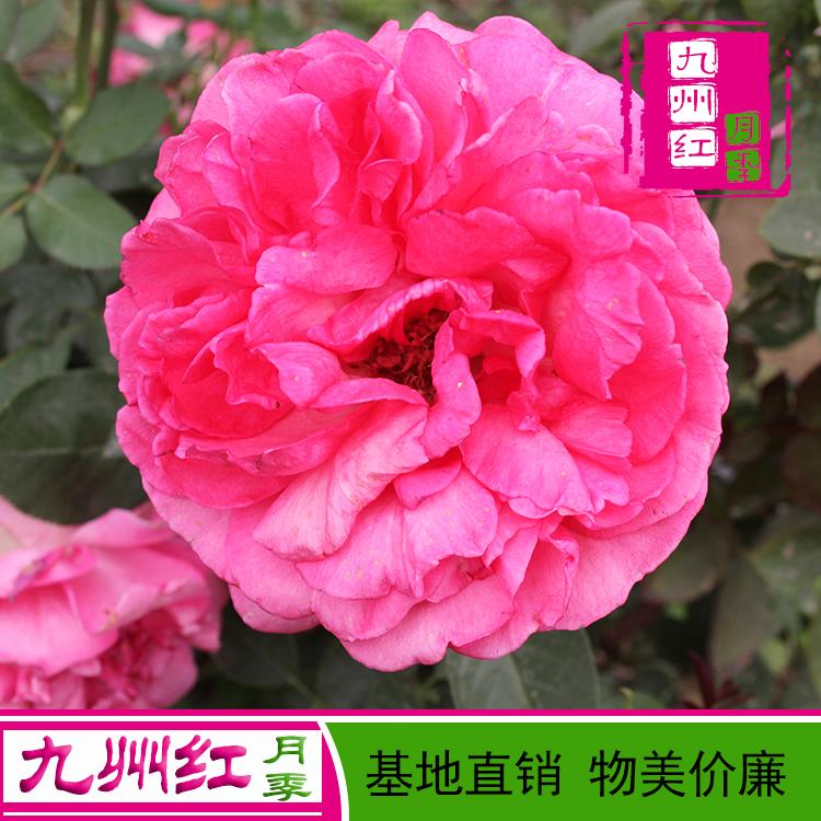 基地供应 各种月季花树苗成品月季 质量优价格惠