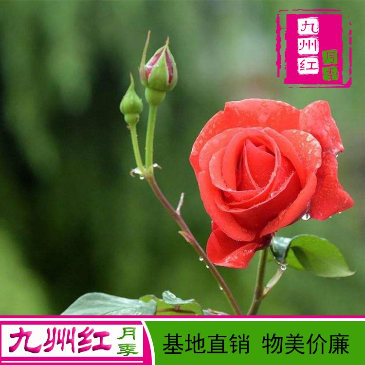 公分月季藤本月季花品种 月季苗-月季基地批发