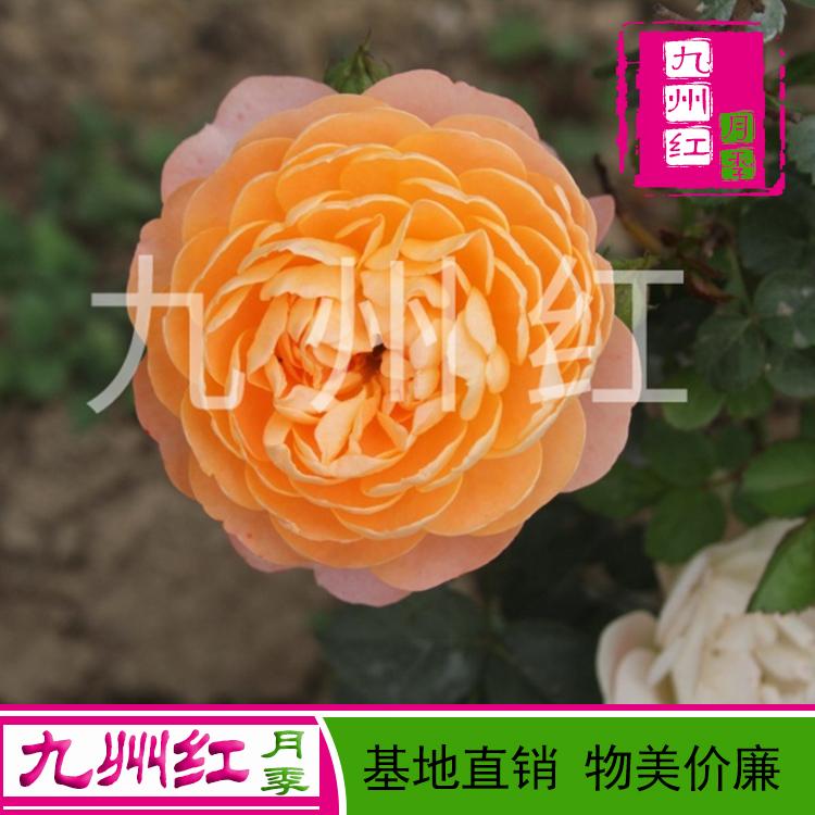 基地直供各种小苗藤蔓大花小花树状月季欢迎订购物美价廉