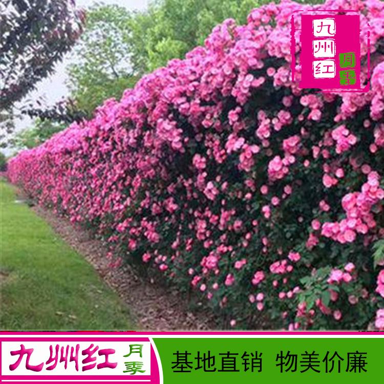 藤本月季蔷薇 欧洲月季 月季墙 大花灌木月季 花苗欧洲月季 四季开花盆栽绿植