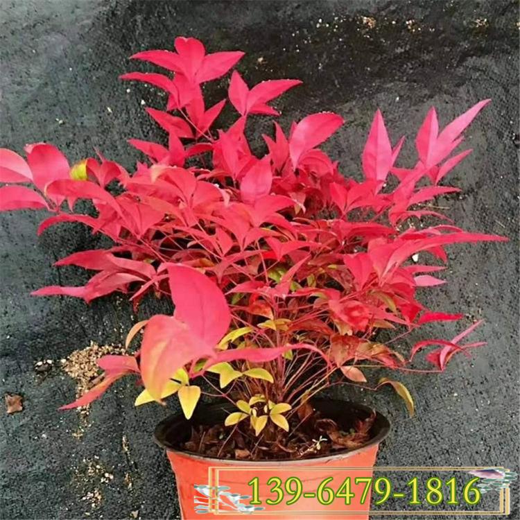 直供火焰南天竹量大优惠 道路绿化工程苗火焰南天竹带土花盆