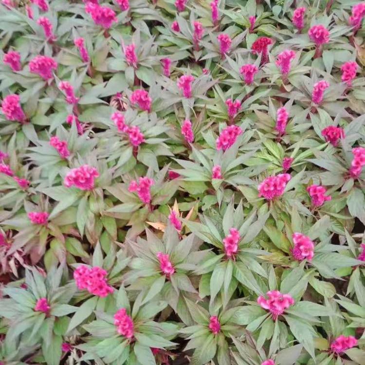鸡冠花批发价格 大量种植鸡冠花盆花