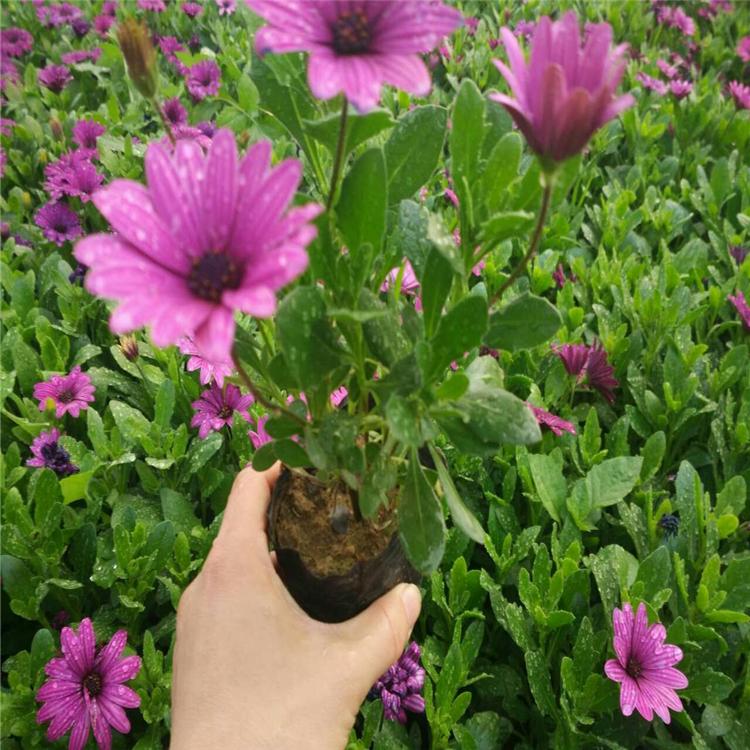 厂家供应万寿菊 万寿菊基地 万寿菊批发