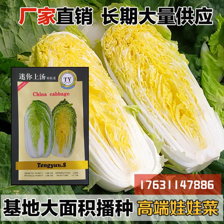 娃娃菜种子基地大面积播种高端精品黄心娃娃菜迷你小颗型娃娃菜籽红心高抗病四季播种春秋露地播种大棚娃娃菜高抗病种子速生长快速结球紧实抗早上市40天采收50天直筒型娃娃菜扣叠抱品质好耐抽苔不抽薹抗逆强厂家直