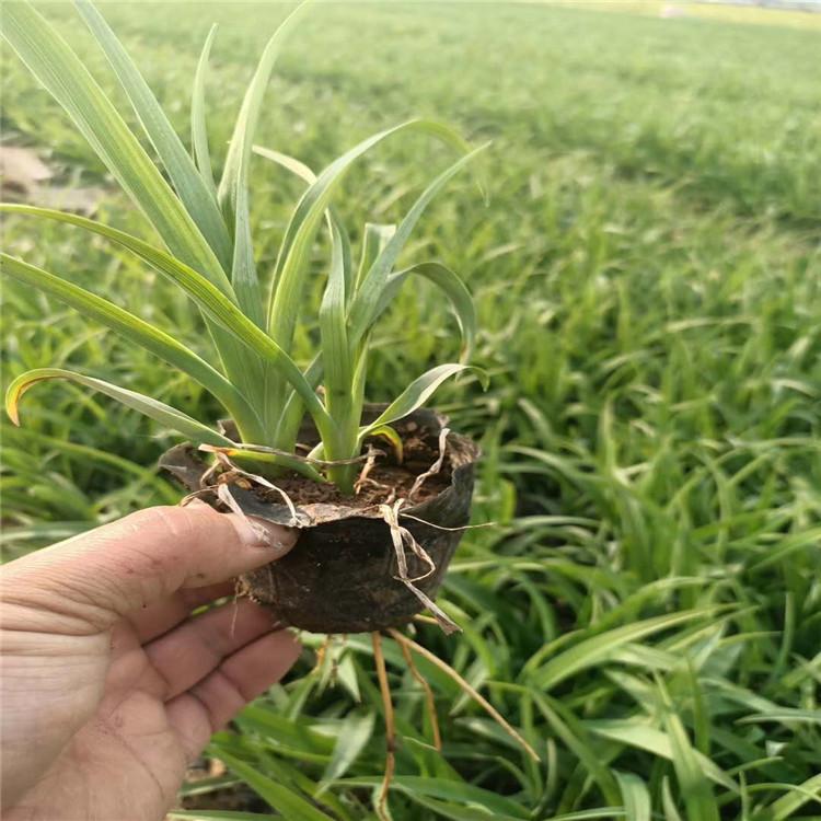 热销大花萱草小苗     大花萱草批发价格